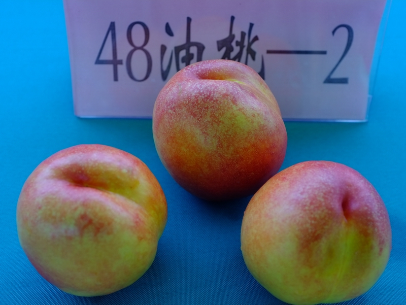 DSCF0950.jpg